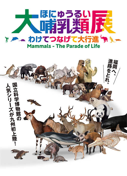 大哺乳類展－わけてつなげて大行進 福岡市博物館-12